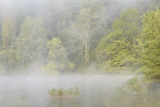 Hennesee, rising clouds of fog in front of the deciduous forest near the shore, Hennetalsperre,