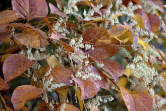 Reynoutria japonica (Fallopia japonica) in autumn with winged fruit, North Rhine-Westphalia,