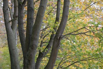 Deciduous trees, maple (Acer), branches with autumn leaves in strong wind, Möhnesee,