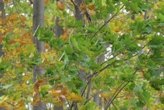 Red oak (Quercus rubra), branches with autumn leaves in strong wind, Möhnesee, Möhnetalsperre,