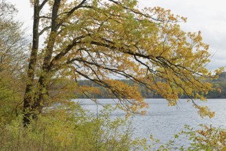 Deciduous trees, oak (Quercus) with autumn leaves on the lakeshore, overcast sky, Möhnesee,