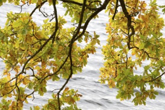 Deciduous tree, oak (Quercus), branches with autumn leaves hanging above the water surface,