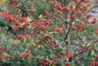 European holly (Ilex aquifolium), branches with red fruits, female plant, North Rhine-Westphalia,