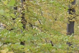 Deciduous trees, hornbeam (Carpinus betulus), branches with autumn leaves in strong wind, Möhnesee,