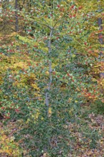 European holly (Ilex aquifolium), branches with red fruits, female plant, North Rhine-Westphalia,