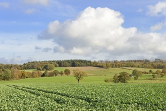 View of a field and meadow landscape in autumn, blue cloudy sky, North Rhine-Westphalia, Germany