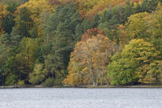 View over Lake Möhnesee, mixed autumn forest on the shore, Möhnetalsperre, North Rhine-Westphalia,