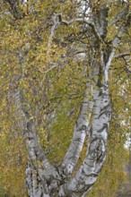 Deciduous tree, birch (Betula), view into the treetop, North Rhine-Westphalia, Germany