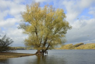 Willow (Salix) with autumn leaves on the lakeshore, blue cloudy sky, Möhnesee, Möhnetalsperre,