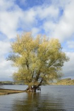 Willow (Salix) with autumn leaves on the lakeshore, blue cloudy sky, Möhnesee, Möhnetalsperre,