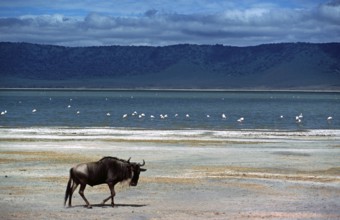 Wildebeest (Connochaetes taurinus), flamingos, Ngorongoro Crater, Tanzania, June 2000, vintage,