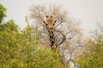 Angola giraffe (Giraffa giraffa angolensis), Okavango Delta, Moremi Game Reserve, Botswana