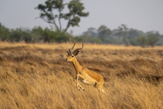 Impala (Aepyceros melampus) male jumping, running, on the run, Xakanaxa, Okavango Delta, Moremi