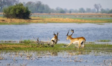 Letschwe or lychee moor antelope (Kobus leche), adult male running, Xakanaxa, Okavango Delta,