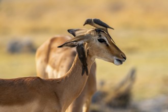 Impala (Aepyceros melampus) and red-billed oxpecker (Buphagus africanus), Xakanaxa, Okavango Delta,