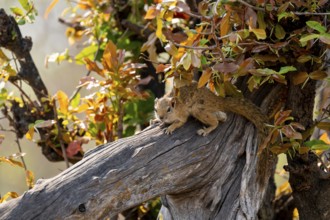 Ochre-footed bush squirrel (Paraxerus cepapi) on a branch, Xakanaxa, Okavango Delta, Moremi Game