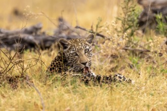 Leopard in the grass, Xakanaxa, Okavango Delta, Moremi Game Reserve, Botswana
