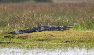 Nile crocodile (Crocodylus niloticus), Xakanaxa, Okavango Delta, Moremi Game Reserve, Botswana