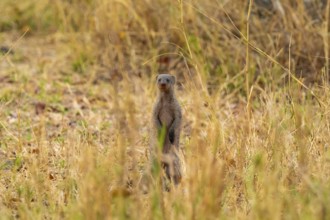 Zebra mongoose (Mungos mungo) standing, Xakanaxa, Okavango Delta, Moremi Game Reserve, Botswana