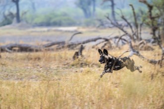 African wild dog (Lycaon pictus) running, hunting, Xakanaxa, Okavango Delta, Moremi Game Reserve,