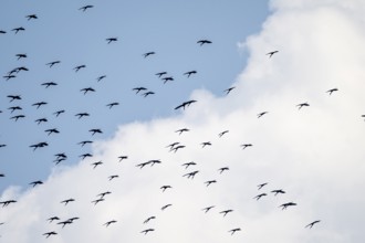 Pink pelican (Pelecanus onocrotalus), flock of birds circling in the sky, birds in flight, Namibia