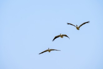 Pink pelican (Pelecanus onocrotalus) in flight, on the Kavango River, Namibia