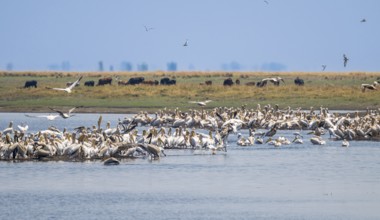 Pink pelican (Pelecanus onocrotalus), flock at the Kavango River, Namibia