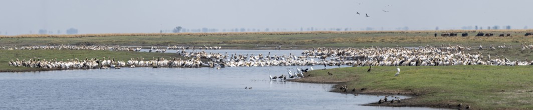 Panorama, Pink pelican (Pelecanus onocrotalus), flock at the Kavango River, Namibia