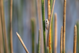Marble reed frog (Hyperolius marmoratus), white frog sitting on a papyrus, Xakanaxa Lagoon,