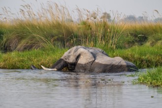 African elephant (Loxodonta africana) swimming in the swamp, Xakanaxa Lagoon, Okavango Delta,