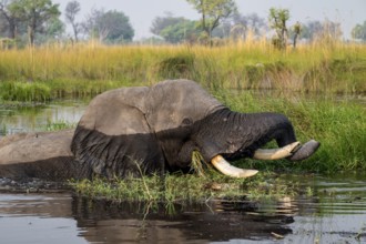 African elephant (Loxodonta africana) in the swamp, Xakanaxa Lagoon, Okavango Delta, Moremi Game