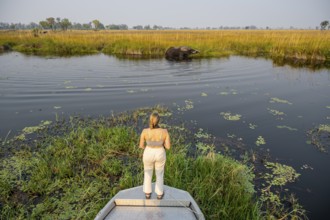 Safari by boat, tourist observing African elephant (Loxodonta africana) in the swamp, Xakanaxa