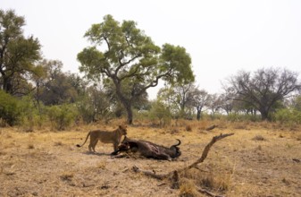Kill, lion (Panthera leo) eating buffalo Xakanaxa, Moremi Game Reserve, Botswana
