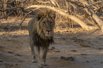 Maned lion, lion (Panthera leo), Savuti, Chobe National Park, Botswana