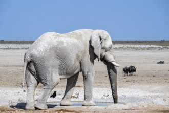 Lone African elephant (Loxodonta africana) drinking at a waterhole, Etosha National Park, Namibia