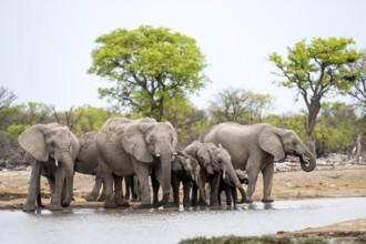 Herd of animals, animal family with young, African elephant (Loxodonta africana) drinking at a