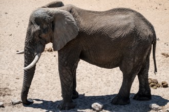 African elephant (Loxodonta africana), Etosha National Park, Namibia