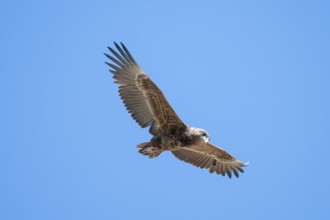 Savannah eagle or eagle of prey (Aquila rapax), bird of prey flying, Etosha National Park, Namibia