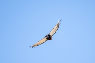 Bateleur (Terathopius ecaudatus), bird of prey flying, Etosha National Park, Namibia