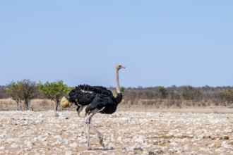 Male common ostrich (Struthio camelus) running through savannah, Etosha National Park, Namibia