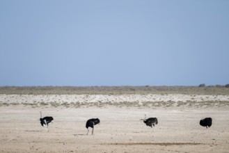 Funny, Four males, Common ostrich (Struthio camelus) running through savannah, Etosha National