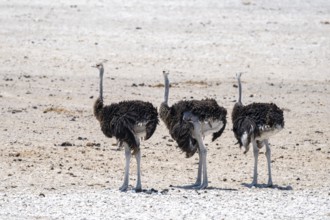 Funny, Three males, Common ostrich (Struthio camelus) running through savannah, Etosha National