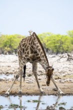 Angola giraffe (Giraffa giraffa angolensis) drinking, Etosha National Park, Namibia