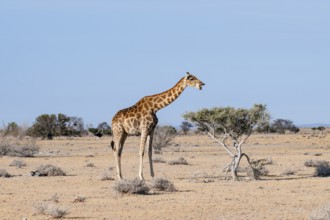 Angola giraffe (Giraffa giraffa angolensis), Etosha National Park, Namibia