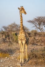 Angola giraffe (Giraffa giraffa angolensis), Etosha National Park, Namibia