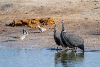 Helmeted guinea fowl (Numida meleagris), Savuti, Chobe Nationalpark, Botswana