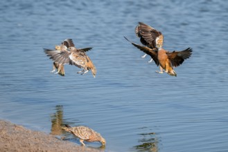 Burchell's sandgrouse (Pterocles burchelli) in flight, Savuti, Chobe Nationalpark, Botswana