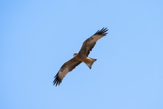 Black kite (Milvus migrans) flying against a blue sky, Savuti, Chobe Nationalpark, Botswana