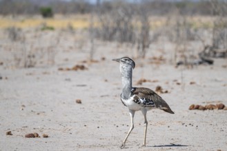 Kori Bustard (Ardeotis kori), Savuti, Chobe Nationalpark, Botswana