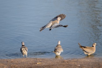 Eurasian collared dove (Streptopelia decaocto) at waterhole, Savuti, Chobe Nationalpark, Botswana